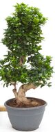 Foto van Ficus microcarpa bonsai via homemeetsnature