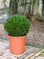 Foto van Buxus sempervirens (bol. dia. 30cm) tuinplant via homemeetsnature