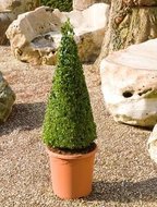 Buxus sempervirens (pyramide 90cm) tuinplant  homemeetsnature