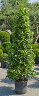 Laurus nobilis (laurier) pyramide tuinplant  homemeetsnature