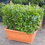 Laurus nobilis haag (laurier) tuinplant  homemeetsnature