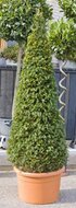 Foto van Taxus baccata pyramide tuinplant via homemeetsnature