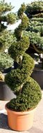 Foto van Taxus baccata spiraal tuinplant via homemeetsnature