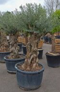 Olijfboom bonsai (220 cm hoog)  homemeetsnature