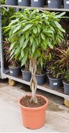 Ficus amstel king (kamerplant)  homemeetsnature