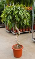 Ficus amstel king. (kamerplant)  homemeetsnature