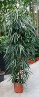 Ficus alii (kamerplant)  homemeetsnature