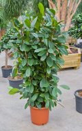 Ficus cyathistipula  homemeetsnature