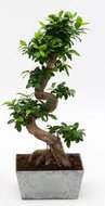 Ficus microcarpa (kamerplant).  homemeetsnature