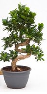 Foto van Ficus microcarpa compacta (kamerplant) via homemeetsnature