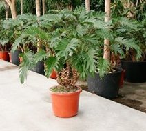 Foto van Philodendron xanadu (kamerplant) via homemeetsnature