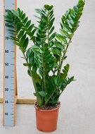 Zamioculcas zamiifolia (kamerplant)  homemeetsnature