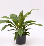 Foto van Anthurium jungle bush (kamerplant) via homemeetsnature