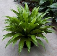 Foto van Asplenium antiquum(kamerplant) via homemeetsnature