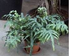 Foto van Phlebodium bleu star (kamerplant) via homemeetsnature