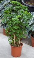 Foto van Polyscias roble curly top vertakt (kamerplant) via homemeetsnature