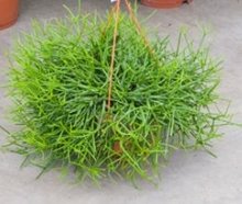 Foto van Rhipsalis heteroclada (hangplant) via homemeetsnature