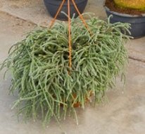 Rhipsalis pilocarpa (hangplant)  homemeetsnature
