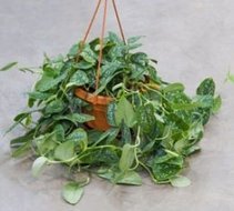 Foto van Scindapsus pictus (hangplant) via homemeetsnature