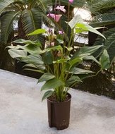 Foto van Anthurium florino (lila/paars) via homemeetsnature
