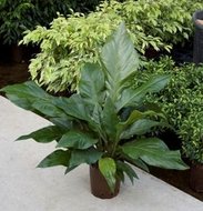 Anthurium jungle bush (toef)  homemeetsnature
