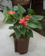 Anthurium sierra (rood)  homemeetsnature