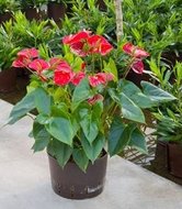 Foto van Anthurium sierra (rood) via homemeetsnature