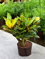 Croton petra (vertakt bonsai)  homemeetsnature