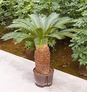 Cycas revoluta (stam 30-35)  homemeetsnature
