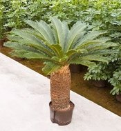 Cycas revoluta (stam 40-50)  homemeetsnature