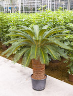 Cycas revoluta (stam 55-65)  homemeetsnature