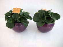 2x peperomia obtusifolia in pot gracka deep purple  homemeetsnature