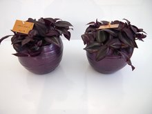 Foto van 2x tradescantia paars in pot gracka deep purple via homemeetsnature