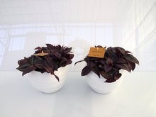 Foto van 2x tradescantia paars in pot gracka white via homemeetsnature