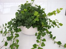 Hedera groen (3 planten) in schaal gracka pure white.  homemeetsnature