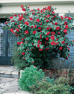 Camellia rood  homemeetsnature