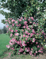 Foto van Camellia roze via homemeetsnature