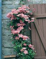 Foto van Clematis roze via homemeetsnature