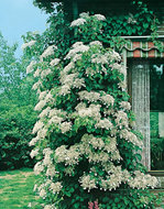 Foto van Hydrangea petiolaris (klim hortensia) via homemeetsnature