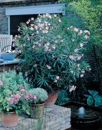 Foto van Oleander roze via homemeetsnature