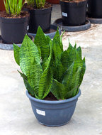 Foto van Sansevieria zeylanica compacta 40 cm. (kamerplant) via homemeetsnature