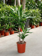 Dracaena cintho 2 stammen 80 cm. (kamerplant)  homemeetsnature