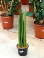 Foto van Sansevieria bacularis 60 cm. (kamerplant) via homemeetsnature