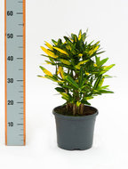 Croton (codiaeum) sunny star vertakt 50 cm.(kamerplant)  homemeetsnature