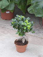 Ficus microcarpa ginseng 45 cm. (kamerplant)  homemeetsnature