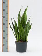 Foto van Sansevieria zeylanica 50 cm. (kamerplant) via homemeetsnature