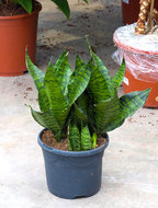 Sansevieria zeylanica compacta 40 cm. (kamerplant)  homemeetsnature