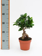 Foto van Ficus microcarpa ginseng 30 cm. (kamerplant) via homemeetsnature