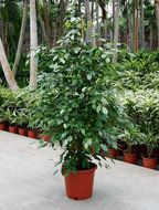 Foto van Ficus benjamina 170 cm. (kamerplant) via homemeetsnature
