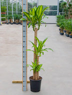 Dracaena massangeana 3 stammen 170 cm. (kamerplant)  homemeetsnature